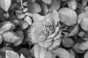 Photography on theme beautiful wild growing flower rose photo