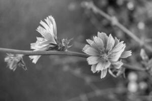 belleza flor silvestre creciente achicoria ordinaria en pradera de fondo foto