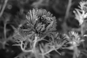 Beautiful wild flower winged bee on background foliage meadow photo