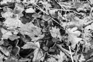 Photography to theme large beautiful poisonous mushroom in forest on leaves background photo