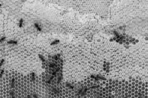 La estructura hexagonal abstracta es un panal de abejas lleno de colmena foto