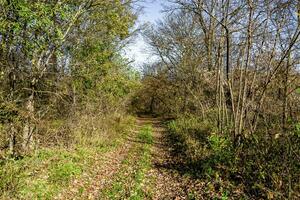 Photography on theme beautiful footpath in wild foliage woodland photo