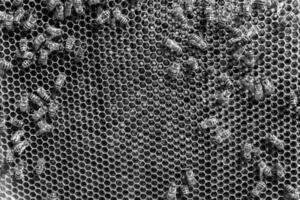 La estructura hexagonal abstracta es un panal de abejas lleno de colmena foto