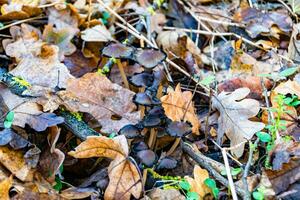 Photography to theme large beautiful poisonous mushroom in forest on leaves background photo