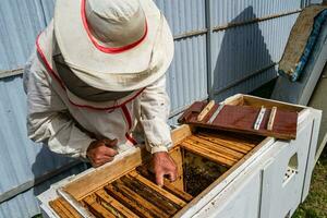 abeja alada vuela lentamente al apicultor recoger néctar en colmenar privado foto