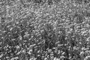 Photography on theme fine wild growing flower mustard on background meadow photo