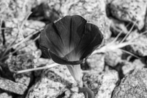 fotografía en tema hermosa salvaje creciente flor petunia en antecedentes prado foto