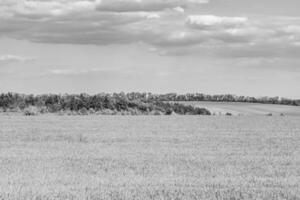 Beautiful horizon scenery in village meadow on color natural background photo