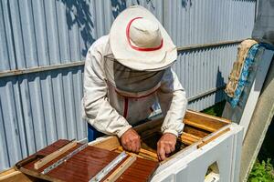 Winged bee slowly flies to beekeeper collect nectar on private apiary photo