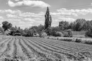 Photography on theme big empty farm field for organic harvest photo