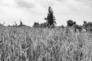 fotografía sobre el tema gran campo de cultivo de trigo para la cosecha orgánica foto