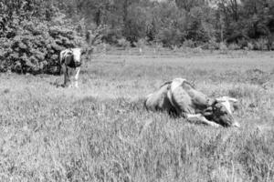 Photography on theme beautiful big milk cow grazes on dark meadow under light sky photo