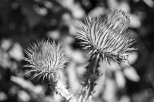 Beautiful growing flower root burdock thistle on background meadow photo