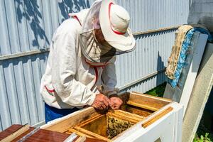 Winged bee slowly flies to beekeeper collect nectar on private apiary photo