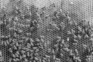 La estructura hexagonal abstracta es un panal de abejas lleno de colmena foto