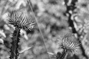 Beautiful growing flower root burdock thistle on background meadow photo