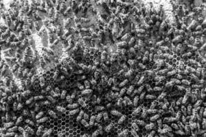 La estructura hexagonal abstracta es un panal de abejas lleno de colmena foto