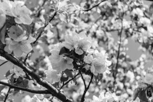 Photography on theme beautiful fruit branch apple tree with natural leaves under clean sky photo