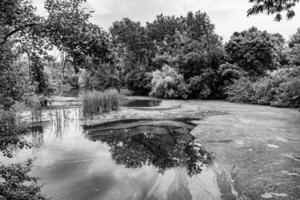 Beautiful grass swamp reed growing on shore reservoir in countryside photo