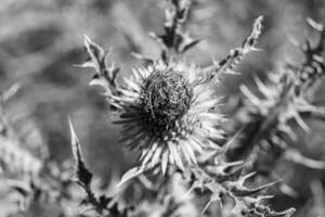 Beautiful growing flower root burdock thistle on background meadow photo