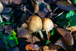 fotografía a tema grande hermosa venenoso seta en bosque en hojas antecedentes foto