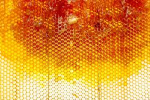 Drop of bee honey drip from hexagonal honeycombs filled with golden nectar photo