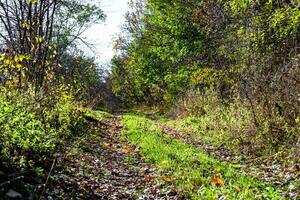 Photography on theme beautiful footpath in wild foliage woodland photo