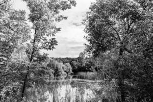 Beautiful grass swamp reed growing on shore reservoir in countryside photo