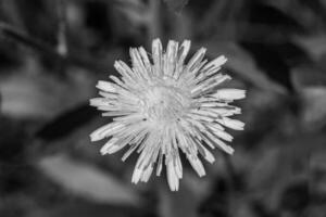 Beautiful wild growing flower seed dandelion on background meadow photo