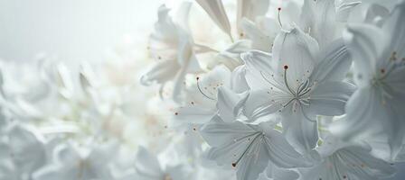 AI generated white flowers on white background photo