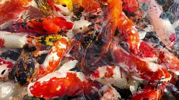 A vibrant, close up shot of a school of multi colored koi fish competing for food in a pond video