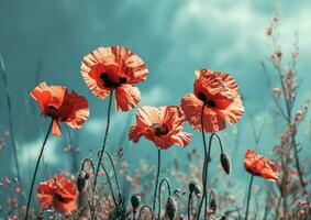 AI generated four red poppies with a blue sky photo