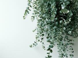 AI generated natural eucalyptus plant hanging from the white wall photo