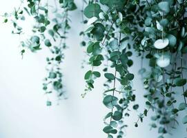 AI generated natural eucalyptus plant hanging from the white wall photo