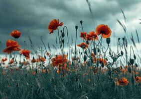 AI generated this image shows all of the red poppies in the field photo