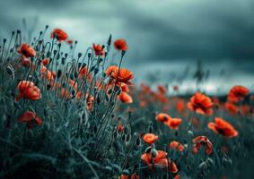 AI generated this image shows all of the red poppies in the field photo