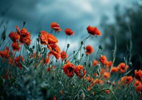 AI generated this image shows all of the red poppies in the field photo