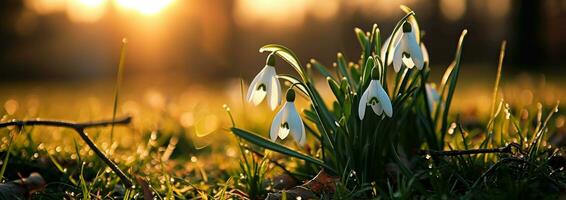 AI generated beautiful snowdrop flowers in green grass with sun photo