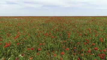 Aerial view of red poppy field in a summer sunny day, Russia. Shot. Blossoming red flowers and green grass on blue cloudy sky background. photo