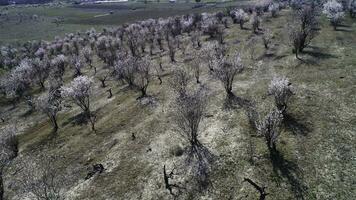 aéreo paisaje ver de granja tierra, verde campos y raro arbustos en azul nublado cielo antecedentes. disparo. hermosa boscoso Valle y un ciudad situado detrás él. foto