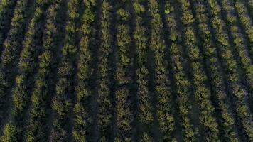 Top view of lavender on sunrise. Shot. Top view of beautiful rows of flowering lavender bushes illuminated by morning sun. Smooth rows of purple lavender field photo