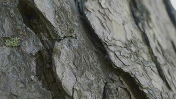 Ants in the tree bark. The Orange Ants are lining up from the ground to the trees to find food in their nests photo