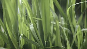 Close up of leaves of immature corn. Immature corn plant with green leafs. Leaves of immature corn photo