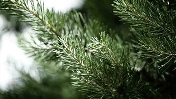 Green prickly branches of a fur-tree or pine. Nice fir branches. Close up. Bright evergreen fresh pine tree green needles branches. New fir-tree needles, conifer photo