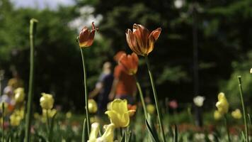 rojo tulipanes en un soleado día. valores imágenes. hermosa rojo tulipán creciente en el parque foto