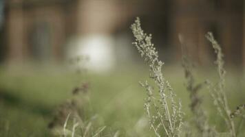 Close up background make with brick and green grass field. Video. Green grass and building background with selective focus. Wildflowers on the background of buildings photo