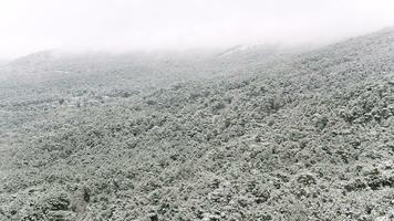 Beautiful landscape with snowy pine trees on a steep mountain slope, Utah, USA. Shot. Foggy hills covered with snowy spruces. photo