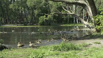 patos en el parque. patos en el verde parque en un hermosa verano día. patos en un ciudad parque foto