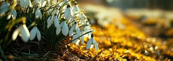 AI generated snowdrops are blooming in the spring along a yellow grass field photo