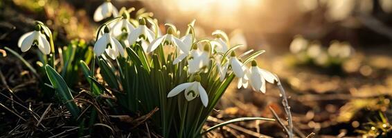 ai generado blanco campanilla de febrero flores floración al aire libre con luz de sol foto